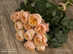 ROSE SWEET VUVUZELA 50